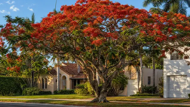 A royal poinciana in flower on a Coral Gables street.