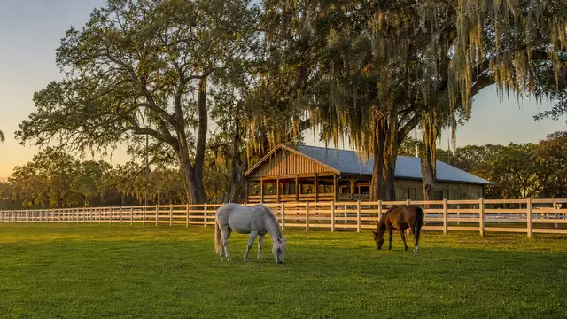 Horses grazing under live oaks on a ranch at golden hour.
