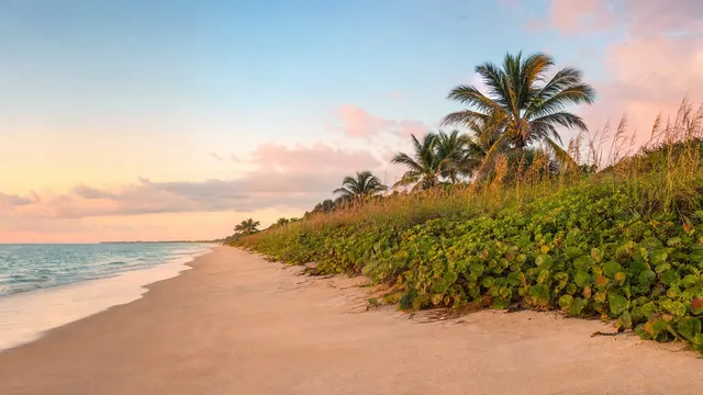 An empty beach and its sea-grape dunes at sunrise.