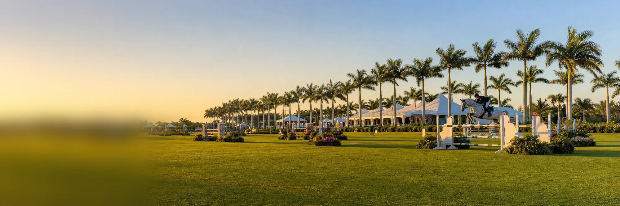 Show jumping on a palm-lined equestrian field at golden hour.